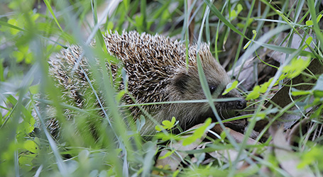 Dois ouriços-cacheiros foram devolvidos à Natureza