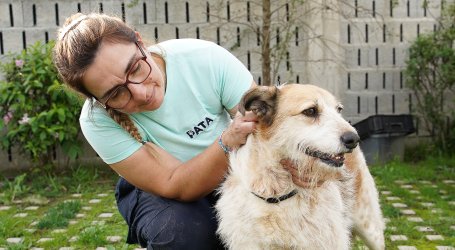 Campanha de adoção deu um novo lar a quatro animais