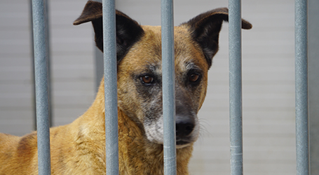 Campanha deu novo lar a  sete animais